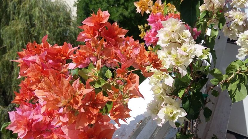  - BOUGAINVILLEA 2017