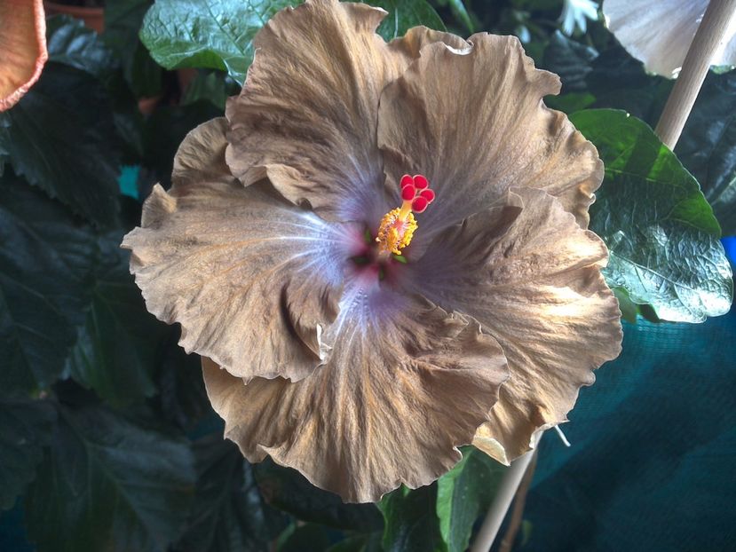 M.Silver Storm - 0Hibiscus in colectie infloriti