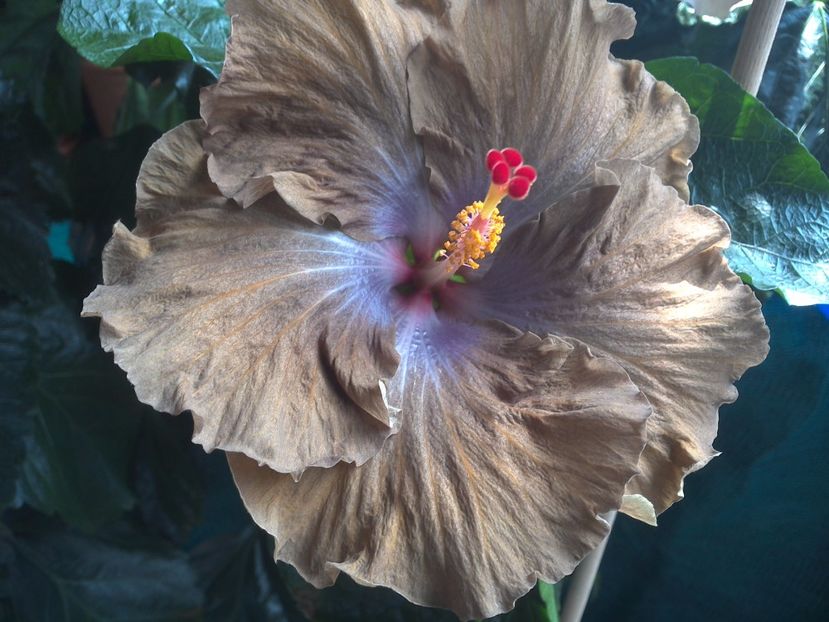 WIN_20170710_110240 - 0Hibiscus in colectie infloriti