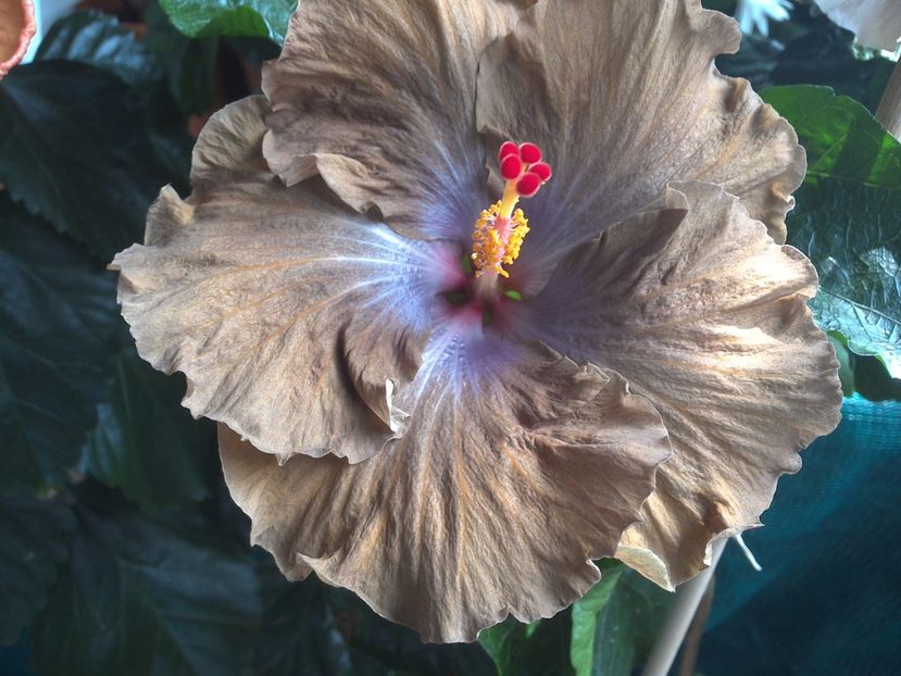 M.Silver Storm - 0Hibiscus in colectie infloriti