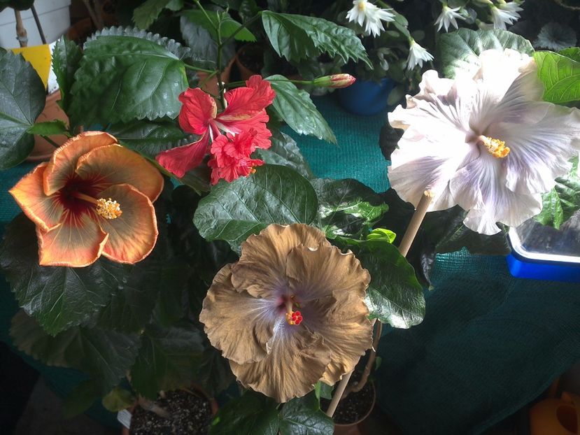 WIN_20170710_110356 - 03Hibiscus