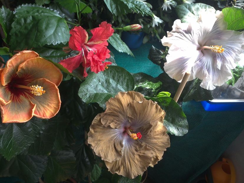 WIN_20170710_110401 - 03Hibiscus