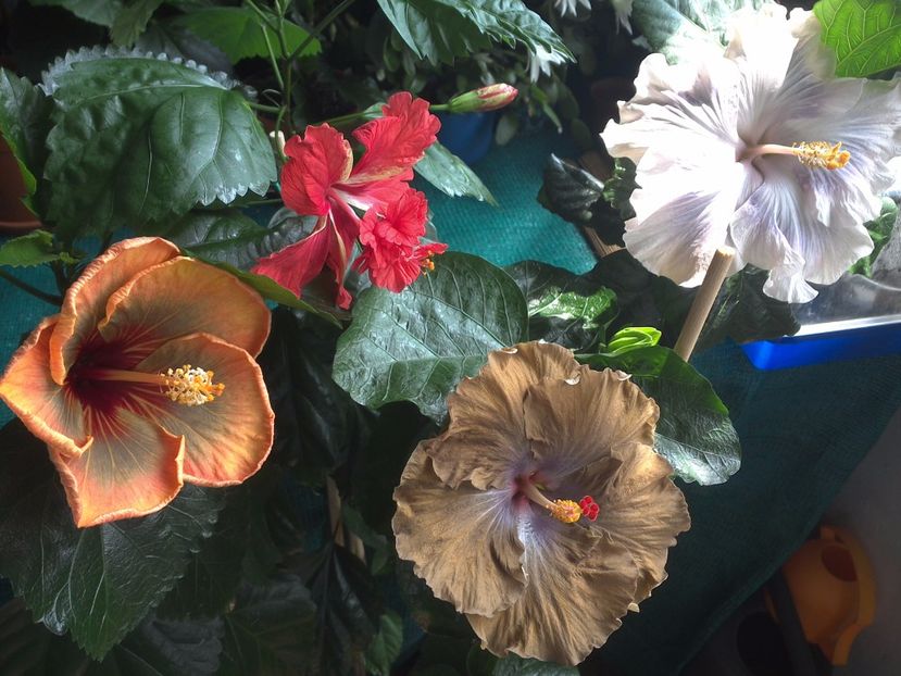 WIN_20170710_110409 - 03Hibiscus