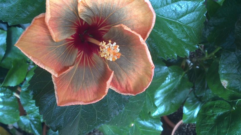 WIN_20170710_111754 - Allen Sue