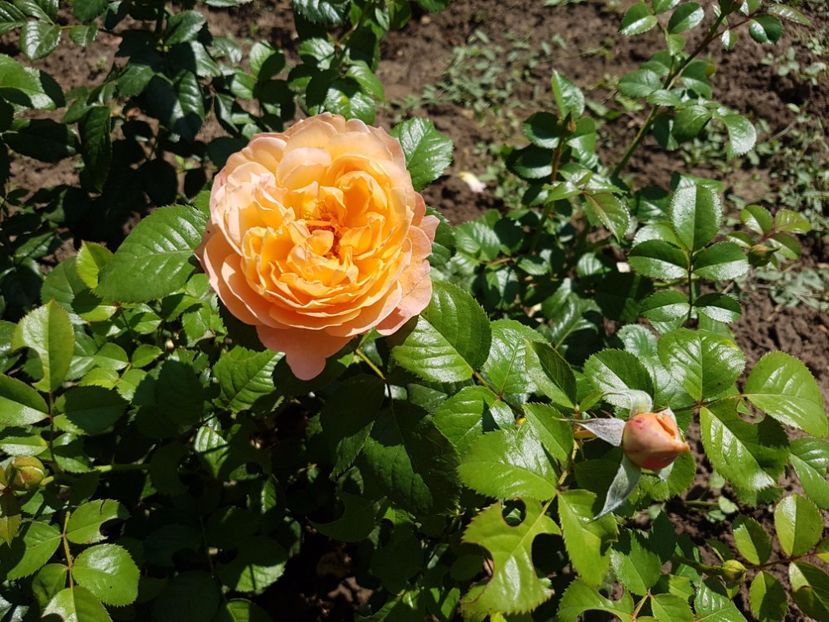 20170708_113703[1] - capri