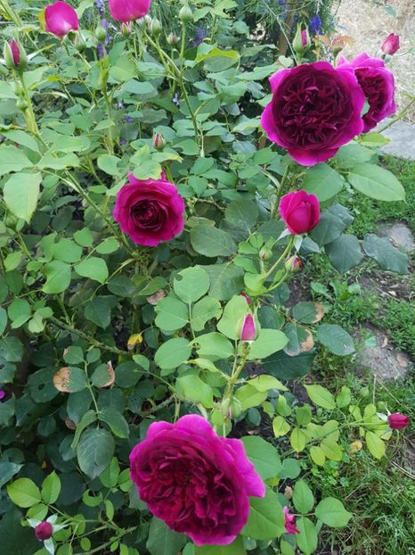 20170708_082856[1] - munstead wood