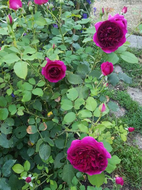 20170708_082829[1] - munstead wood