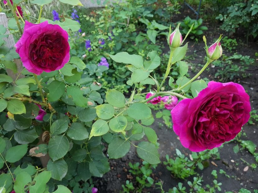 20170708_082737[1] - munstead wood