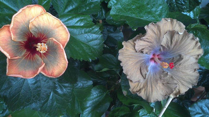 WIN_20170710_111904 - 03Hibiscus