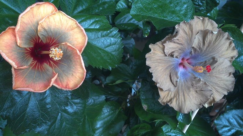WIN_20170710_111909 - 03Hibiscus