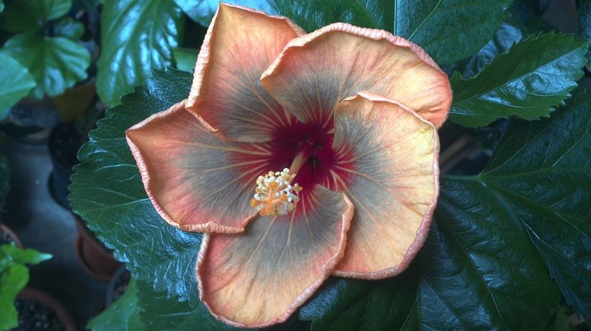 WIN_20170710_112015 - Allen Sue