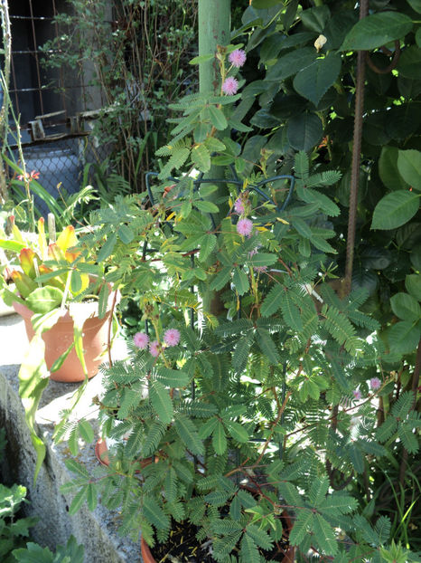 10 iul 2017 ... - MIMOZA