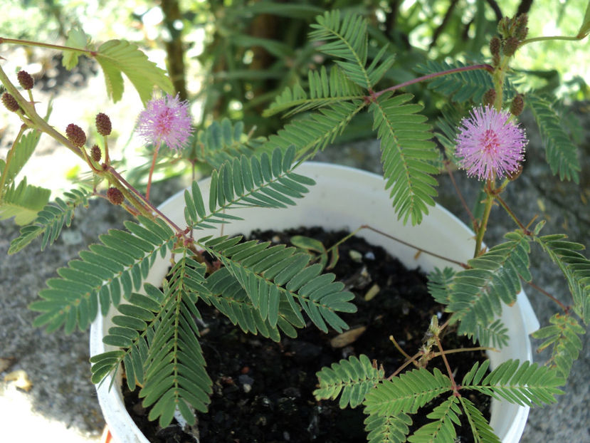 ,,,si puii . - MIMOZA