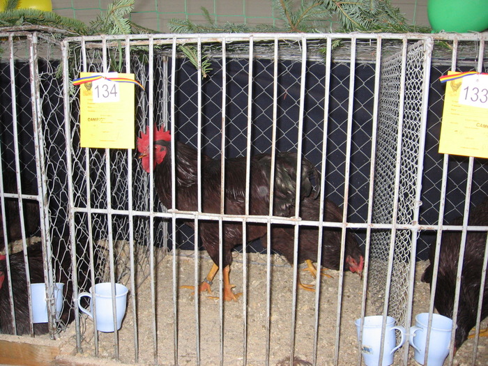  - 93 expo breaza 2009