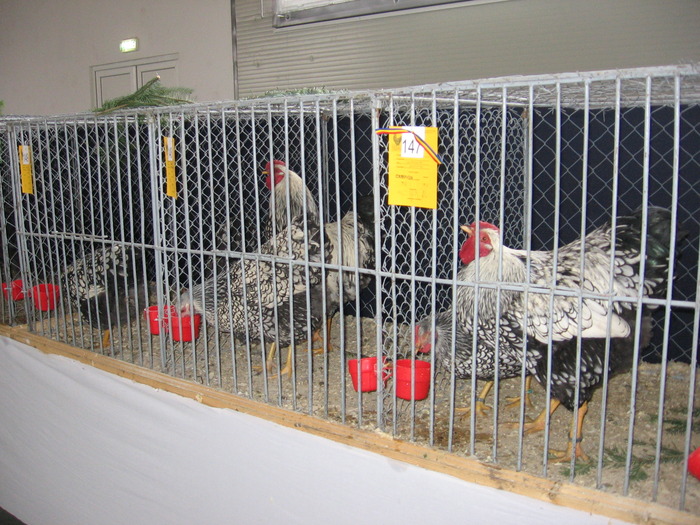  - 93 expo breaza 2009