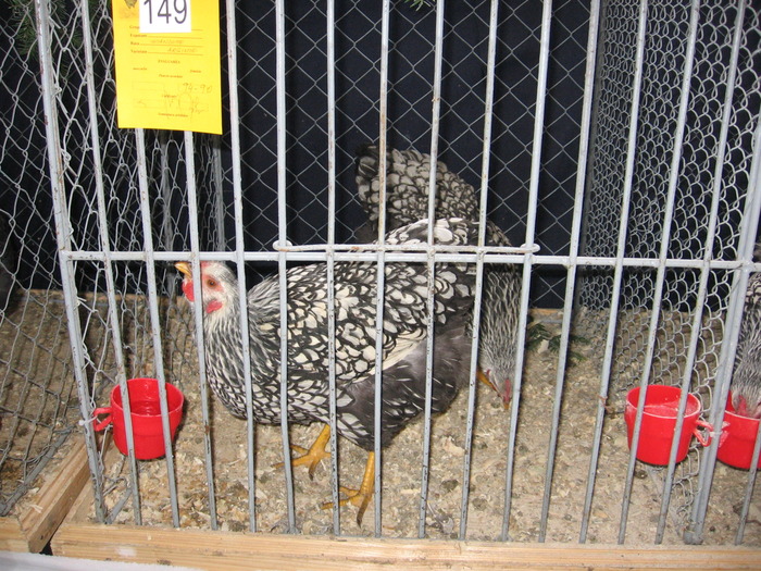  - 93 expo breaza 2009