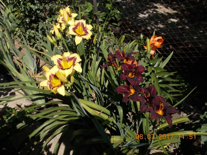 el desperado - HEMEROCALLIS 2017