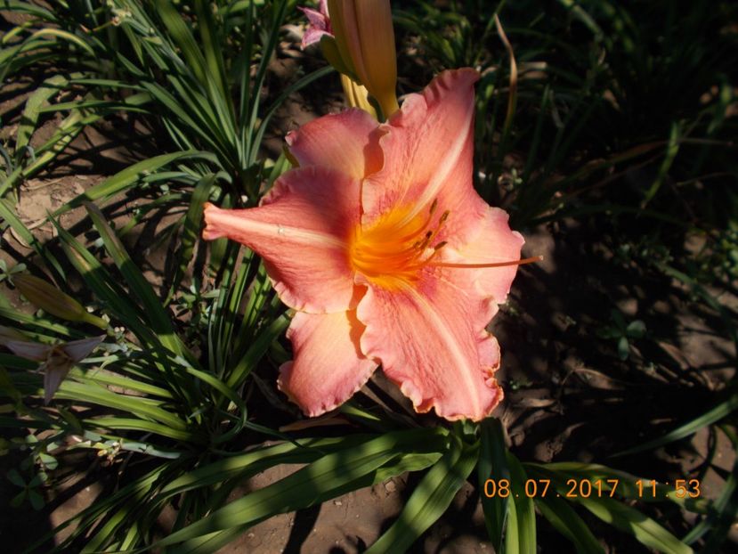 pretty fancy - HEMEROCALLIS 2017