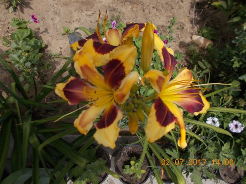 indian sky - HEMEROCALLIS 2017