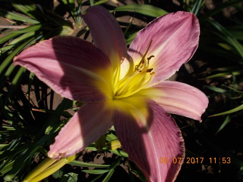 lavander deal - HEMEROCALLIS 2017