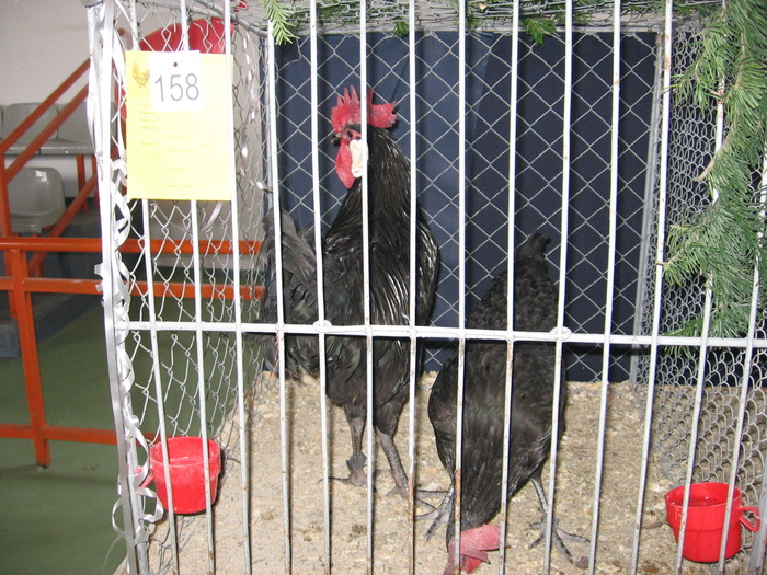  - 93 expo breaza 2009