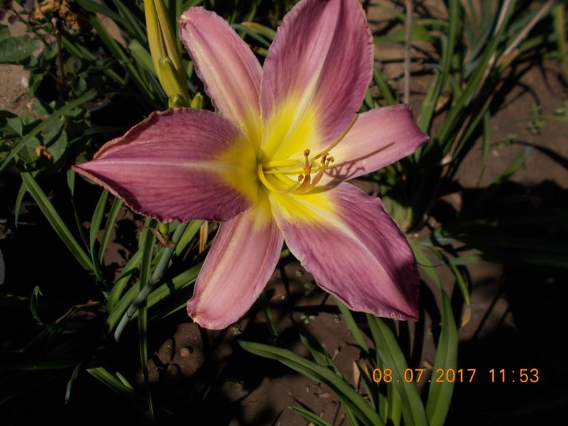 lavander deal - HEMEROCALLIS 2017
