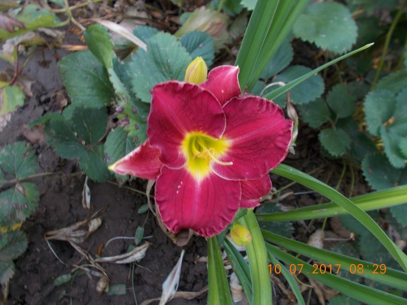siloam red royal - HEMEROCALLIS 2017