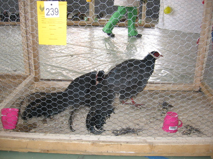  - 93 expo breaza 2009