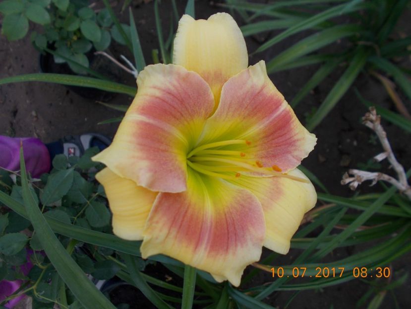 spits beaute - HEMEROCALLIS 2017