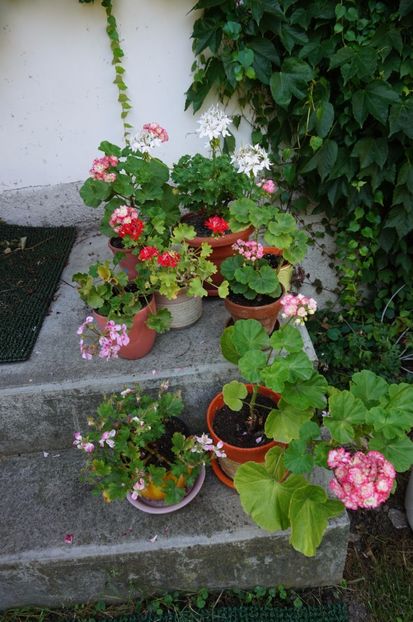  - Mușcate