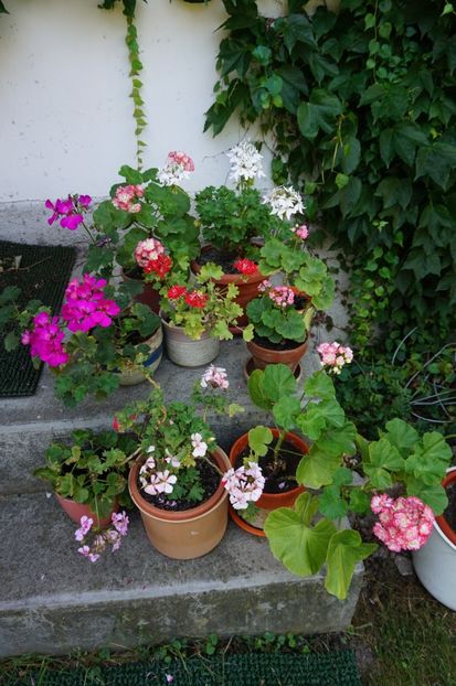  - Mușcate