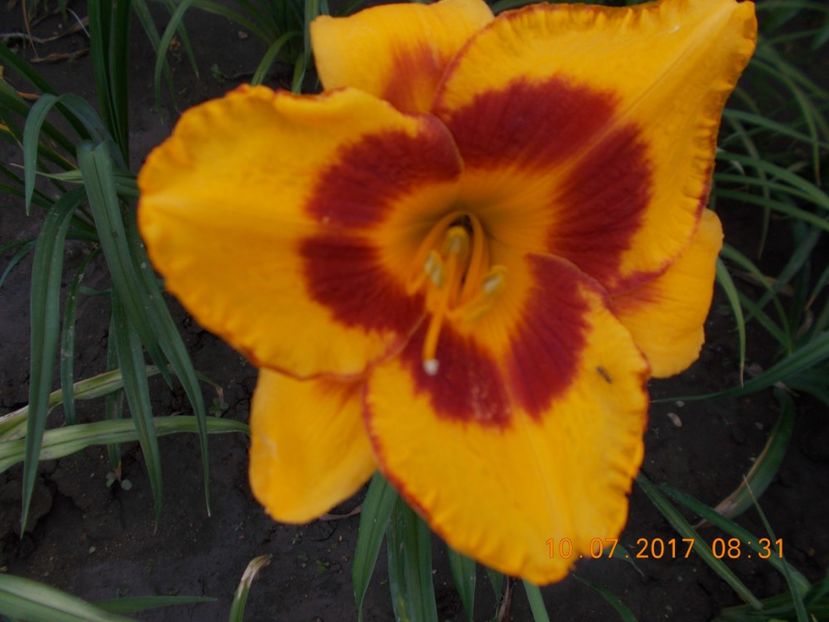fooled me - HEMEROCALLIS 2017
