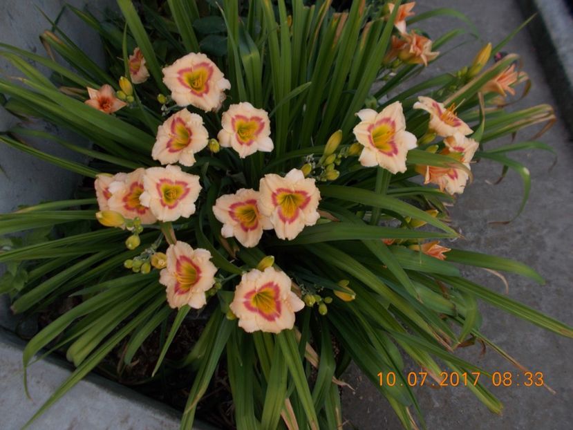 elegant candy - HEMEROCALLIS 2017