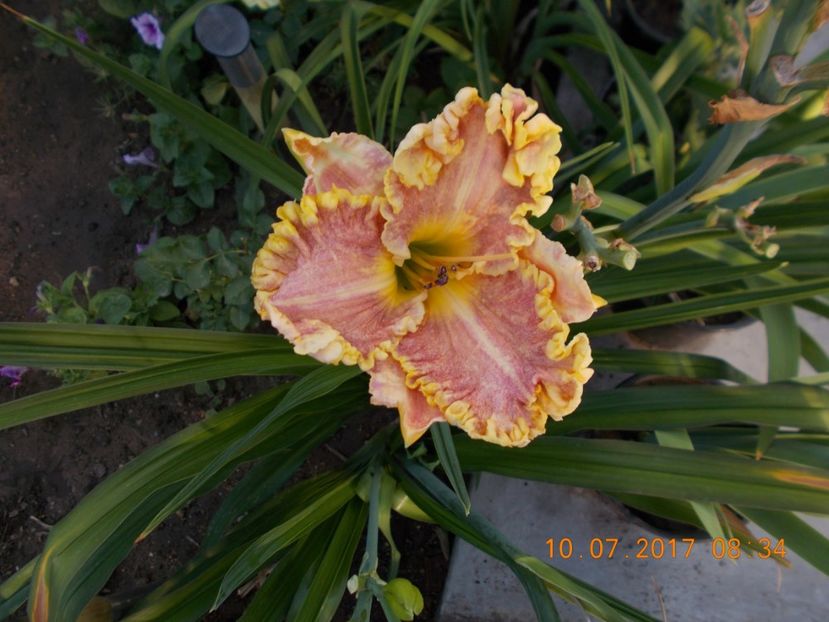 darla anita - HEMEROCALLIS 2017