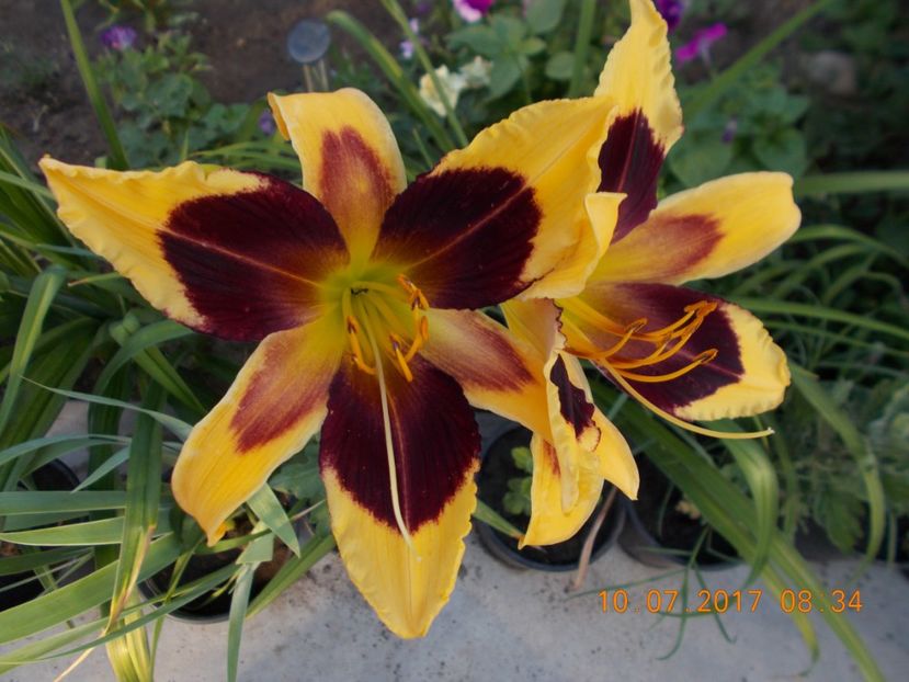 indian sky - HEMEROCALLIS 2017