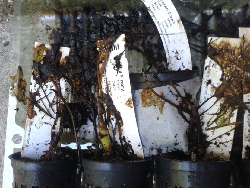 Fotografie0247 - provizoriu