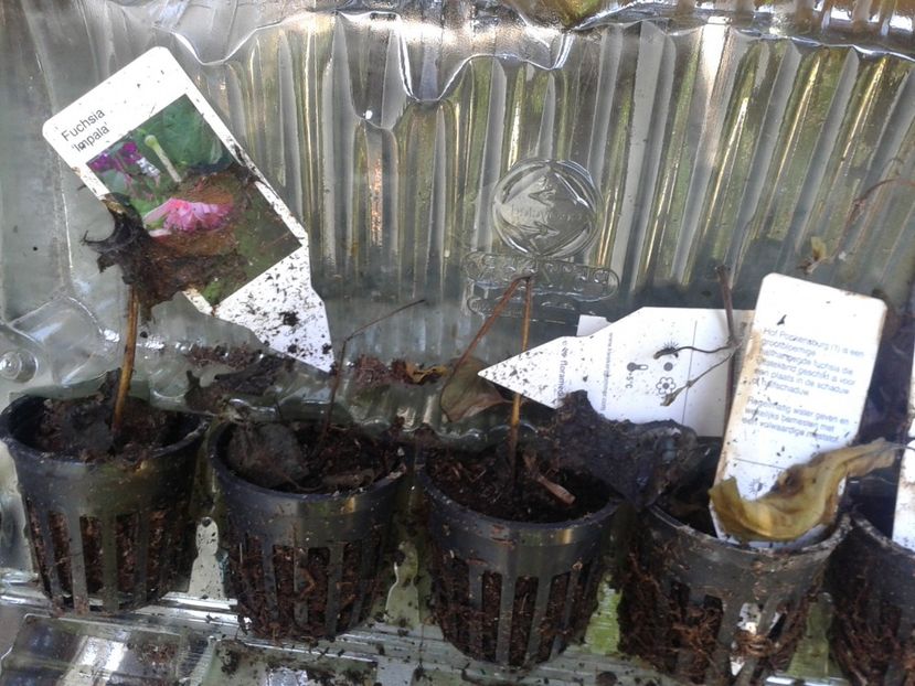 Fotografie0246 - provizoriu