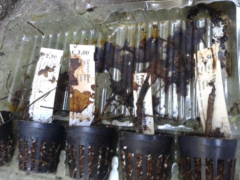 Fotografie0245 - provizoriu