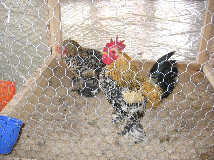  - 93 expo breaza 2009