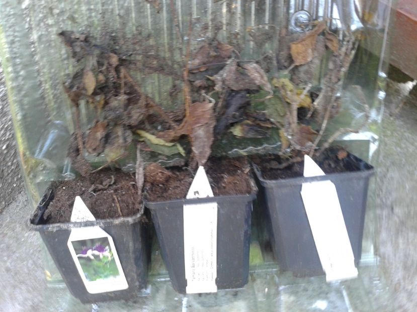 Fotografie0244 - provizoriu