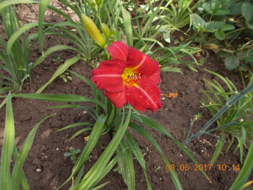 amadeus - HEMEROCALLIS 2017