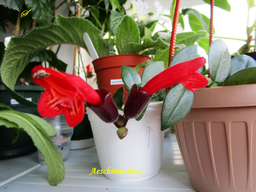 Aeschinanthus(10-07-2017) - Gesneriaceae 2017