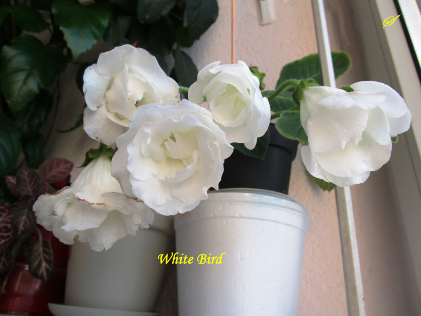 White Bird(10-07-2017) - Gloxinii 2017