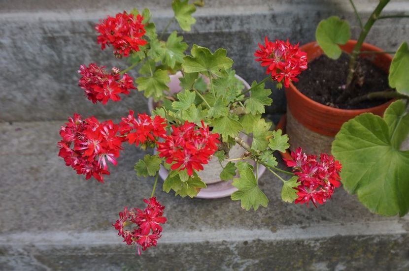 Pixie Rose - Mușcate