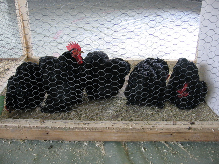  - 93 expo breaza 2009