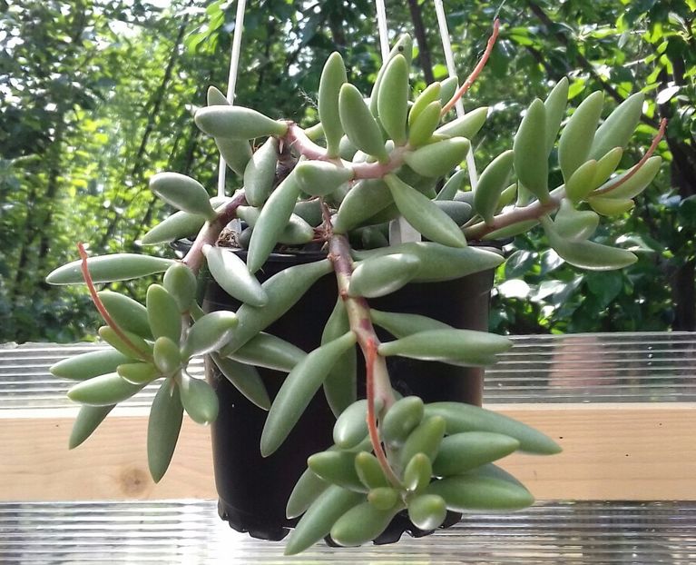 Adromischus filicaulis ssp. marlothii - Adromischus