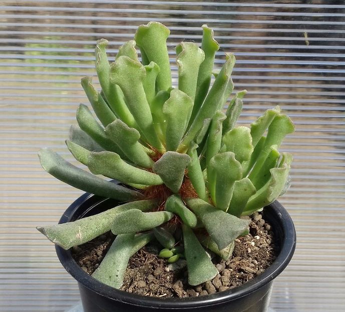 Adromischus cristatus v. claviforus - Adromischus