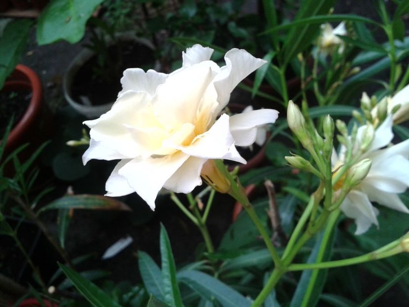 Fotografie0174 - LEANDRI