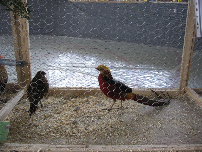  - 93 expo breaza 2009