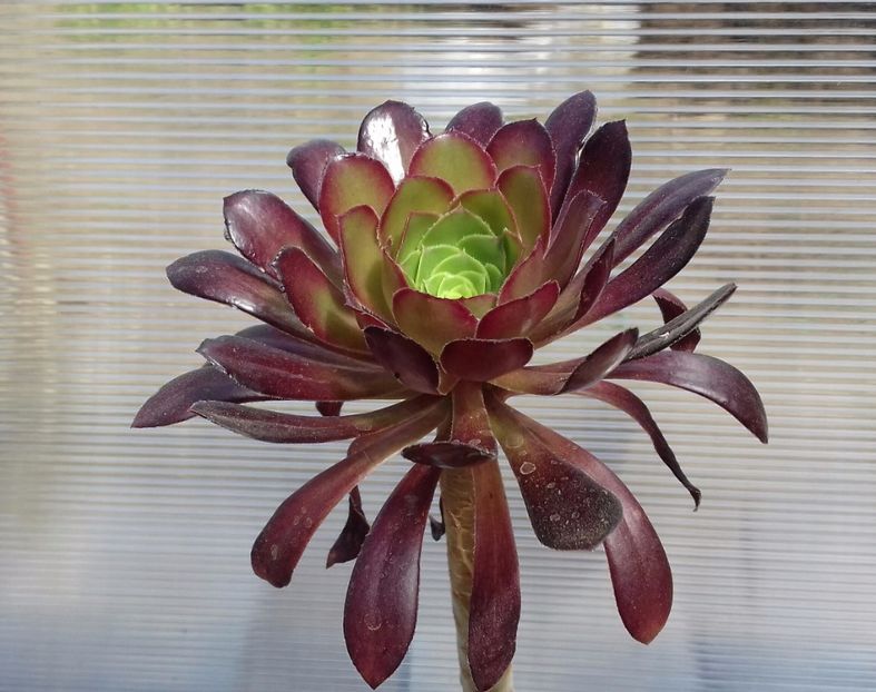 Aeonium arboreum atropurpurpureum - Aeonium